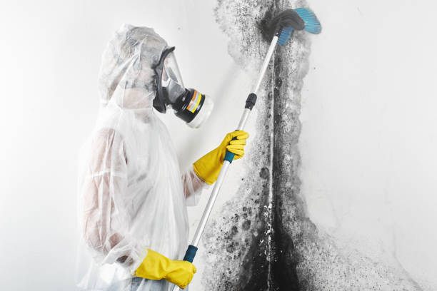 Best Attic Mold Removal  in Valle Vista, AZ