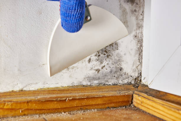 Best Post-Construction Mold Inspection  in Valle Vista, AZ